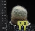 Brasilicactus haselbergii