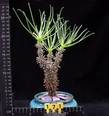 Cotyledon wallichii