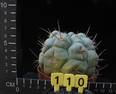 Thelocactus hexaedroporus