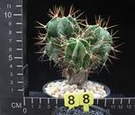Astrophytum ornatum