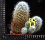 Echinomastus macdowellii
