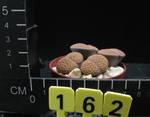 Lithops bromfieldii v. glaudinae