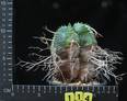 Euphorbia valida