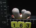 Lithops karasmontana