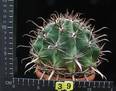 Ferocactus emoryi