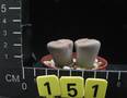 Lithops hookeri