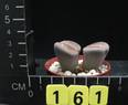 Lithops hallii