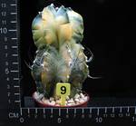 Astrophytum ornatum