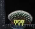 Weingartia neocumingii f. cristata