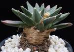Ariocarpus elongatus
