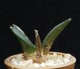 Ariocarpus furfuraceus (3,5)