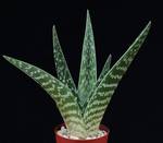 Aloe variegata seme