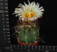 Astrophytum senile