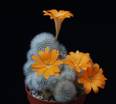 Aylostera muscula