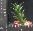 Astroloba dodsoniana
