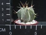 Astrophytum ornatum
