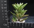 Aloe squarosa
