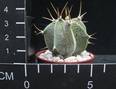 Astrophytum ornatum