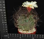 Astrophytum senile Viesca