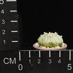 Astrophytum asterias