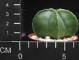 Astrophytum myriostigma v nudum