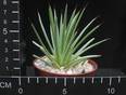 Agave stricta v. echinoides
