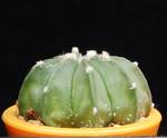 Astrophytum asteriasxmyriostigma f.nudum