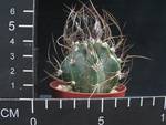 Astrophytum crassispinum