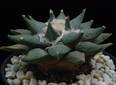 Ariocarpus retusus