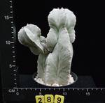 Astrophytum myriostygma