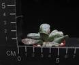 Adromischus cooperii