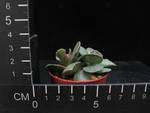 Adromischus cristatus