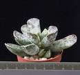 Adromischus cooperi
