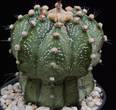 Astrophytum asteriasxornatum