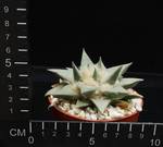 Ariocarpus retusus retusus