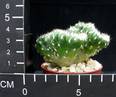 Austrocylindropuntia cylindrica cristata