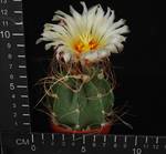 Astrophytum senile