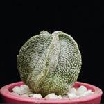 Astrophytum coahuilensis