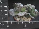 Adromischus cristatus