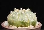 Astrophytum asterias