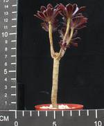 Aeonium arboreum atropurpureum