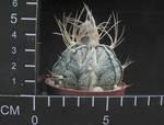 Astrophytum crassispinoides