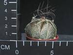 Astrophytum capricorne