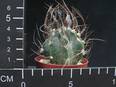 Astrophytum crassispinum