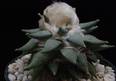 Ariocarpus furfuraceus