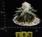 Ariocarpus furfuraceus