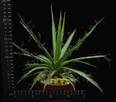 Agave filifera