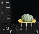 Astrophytum asteriasxmyriostigma