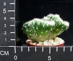Austrocylindropuntia cylindrica cristata