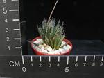 Aloe haworthioides